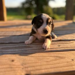 Cowgirl - Black tri female Miniature Australian Shepherd puppy in Doddridge, Arkansas from Huddleston Farm