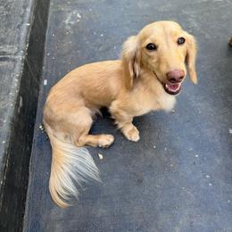AKC Charlee - Cream female Dachshund puppy in Cherry Valley, California from Sugar and Spice Dachshunds