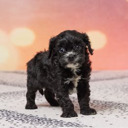 Jett - Black and white male Cavapoo puppy in Apple Creek, Ohio from Grandeur Valley Puppies