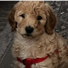 Lillie - Apricot female Goldendoodle puppy in Tavares, Florida from Tracy's Goldendoodles