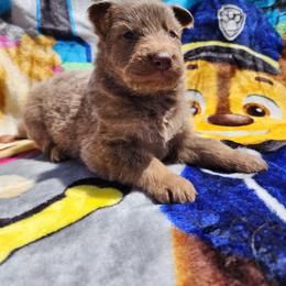 Blossom - Isabella female German Shepherd puppy in Los Lunas, New Mexico from Mali's German Shepherds LLC
