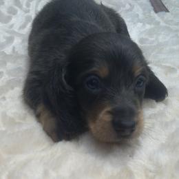 DBs Kurt G - Cream male Dachshund puppy in Summerfield, Florida from D & B Ranchette