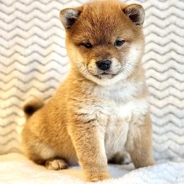 Trixie - Red female Shiba Inu puppy in Trenton, Nebraska from Prairie Shibas