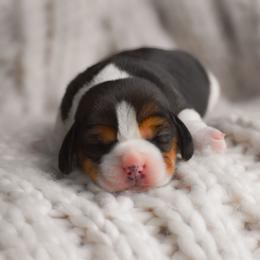 Nova - Blue tan and white female Beagle puppy in Caldwell, Ohio from Folklore Kennel