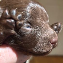 Otis - Chocolate male Dachshund puppy in Florence County, South Carolina from Modern Family Standards