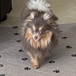 Chihuahua and Pomeranian Puppies from Hummingbird & Fox