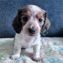 Bernice - Piebald female Dachshund puppy in Ocala, Florida from Weenie Boops