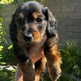 Boy Blue - Cream male Dachshund puppy in Modesto, California from Lil Doxie Era
