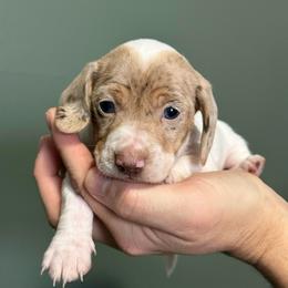 Male 2 - Piebald male Dachshund puppy in Winchester, Kentucky from Morton’s Teenie Weenies