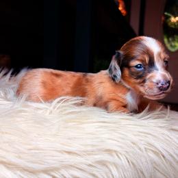 Arabella - Dapple female Dachshund puppy in Washburn, Tennessee from Clinch Mountain Dachshunds