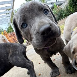 Oak tree - Gray brindle female Cane Corso puppy in Elk Grove, California from DiamondBabyCorso