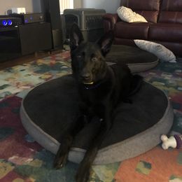 German Shepherd All Grown Up from Noble and sound