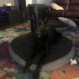 German Shepherd All Grown Up from Noble and sound