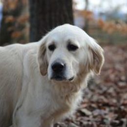 Ellie - Golden Retriever