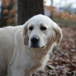 Ellie - Golden Retriever