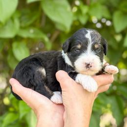 Gables - Tri-color male Bernedoodle puppy in Bellville, Ohio from Bernedoodle Buddies