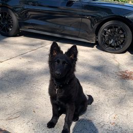 German Shepherd and Golden Retriever Puppies from Lace's High Flying German Shepherds And Golden Retrievers
