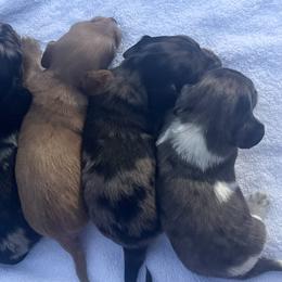 Dachshunds from S&C Doxies
