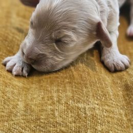 Mertle - Cream female Cavapoo puppy in Copperas Cove, Texas from Grapeshot Poodles & Doodles LLC