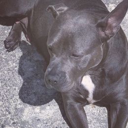 American Bullies from Bruda’s Kennel