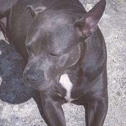 American Bullies from Bruda’s Kennel