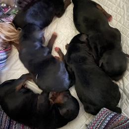 Yorkshire Terrier Puppies from Buddha Babies Yorkshire Terriers