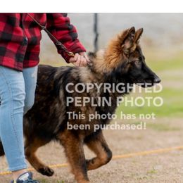 Lexi  - German Shepherd