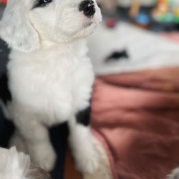 Sheepadoodle Puppies from Life Unleashed Farm