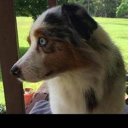 Australian Shepherd Puppies from Mullis Australian Shepherd