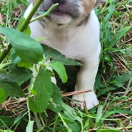 Teddy - White and blue male Teddy Roosevelt Terrier puppy in Mississippi from LoupGarou Terriers