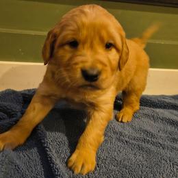 Comet (yellow collar) - Dark golden male Golden Retriever puppy in Tenino, Washington from Oak River Goldens'