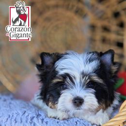 Biewer Terrier and Yorkshire Terrier Puppies from Corazon de gigante