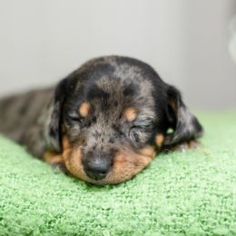 Dachshund Puppies from Beyond the Tail