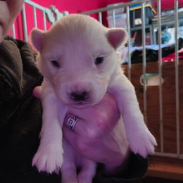 Green - White male Siberian Husky puppy in Porter Corners, New York from Twisted Gemstone Exotics