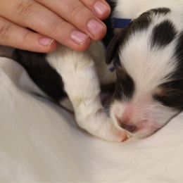 Poseidon - Tri-color male Bernedoodle puppy in Eagle Mountain, Utah from Liberty Farms Puppies