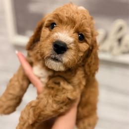 Beau - Red  male Goldendoodle puppy in Bradenton, Florida from Christianna’s Mini Goldendoodles