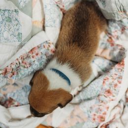 American Corgi and Pembroke Welsh Corgi Puppies from Dollhouse Farm