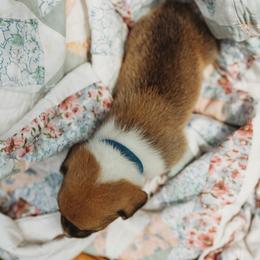 American Corgi and Pembroke Welsh Corgi Puppies from Dollhouse Farm