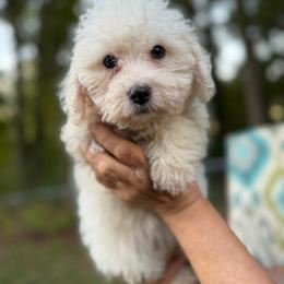Elsa - White female Bichon Frise puppy in Chattanooga, Tennessee from Joyfull Pals