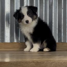 Daytona brown eyes - Black tri male Miniature American Shepherd puppy in Franklinville, North Carolina from Fine Hill Miniature Americans