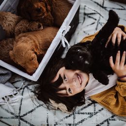 Aussiedoodle and Bernedoodle Puppies from High Desert Doodles