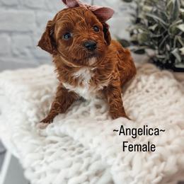 Angelica - Red  female Poodle puppy in Portage, Utah from Pugsley Poodles