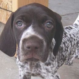 German Shorthaired Pointers from Triple M Kennel