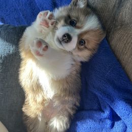 Pembroke Welsh Corgi Puppies from Columbine Corgis