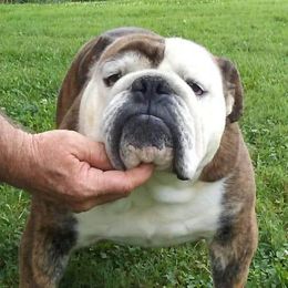 Scofield - Bulldog