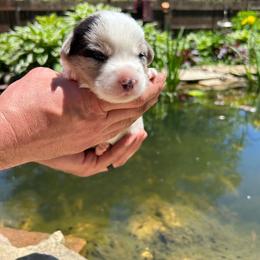 Hawthorn (Lite Blue Collar) - Brindle merle and white male Cardigan Welsh Corgi puppy in Clio, Michigan from Old Oak Cardigans