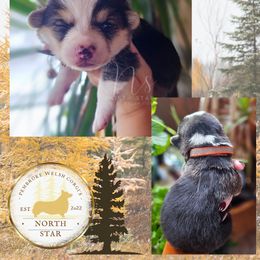 Tamarack - Black and tan male Pembroke Welsh Corgi puppy in Fortine, Montana from North Star Pembroke Welsh Corgi's