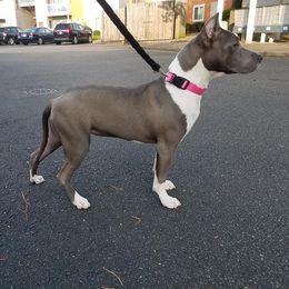 American Staffordshire Terriers from Poseidon Amstaffs