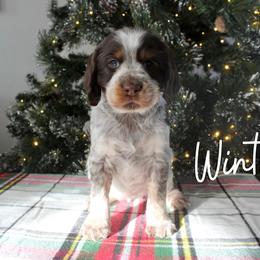 Winter - Liver white and tan female English Springer Spaniel puppy in Barnstead, New Hampshire from C & S Farms