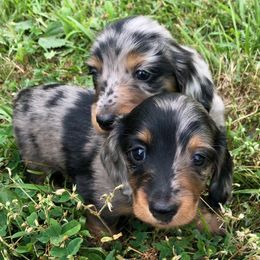 Dachshunds and French Bulldogs from Small Wonders Kennel, LLC